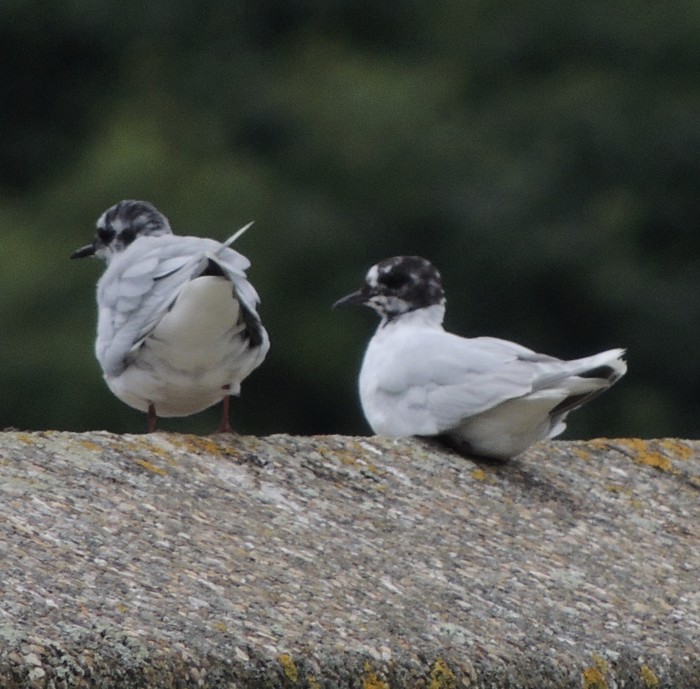 Little Gull