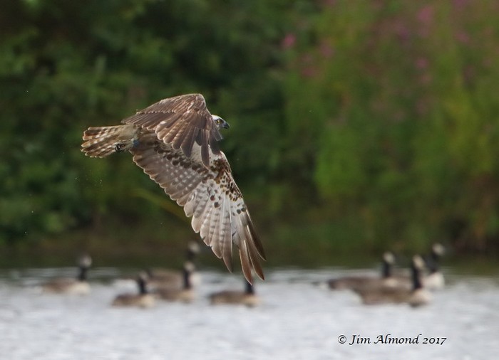 osprey