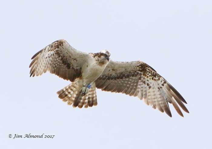 osprey