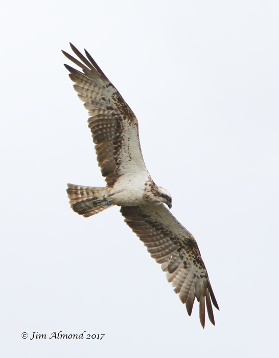 osprey