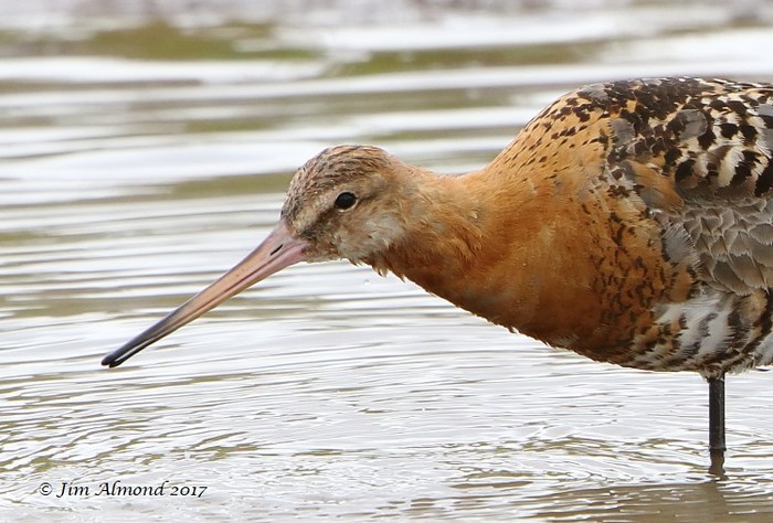Black-tailed Godwit
