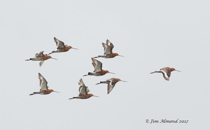 Black-tailed Godwit