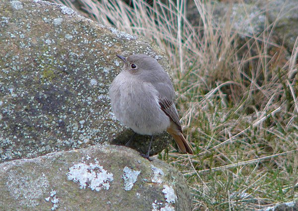 Black Redstart