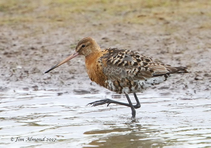 Black-tailed Godwit