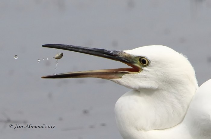 Little Egret