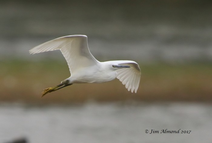 Little Egret
