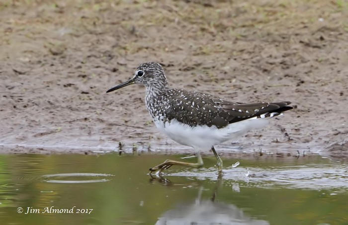 Green Sandpiper