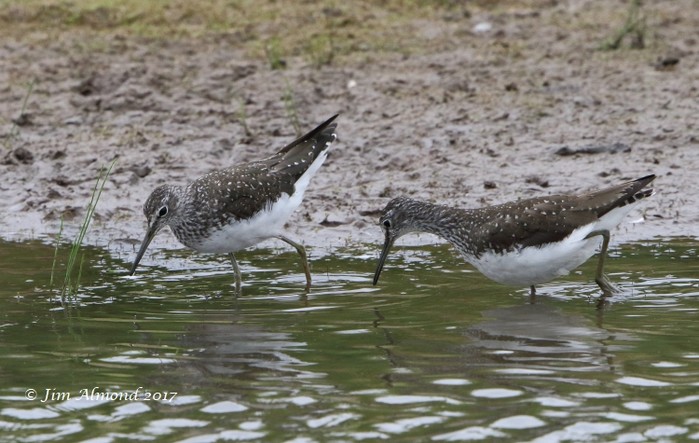 Green Sandpiper