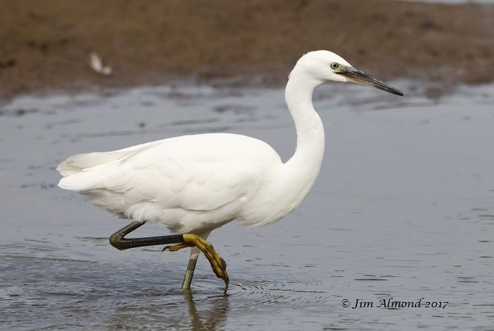Little Egret