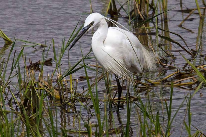 Little Egret