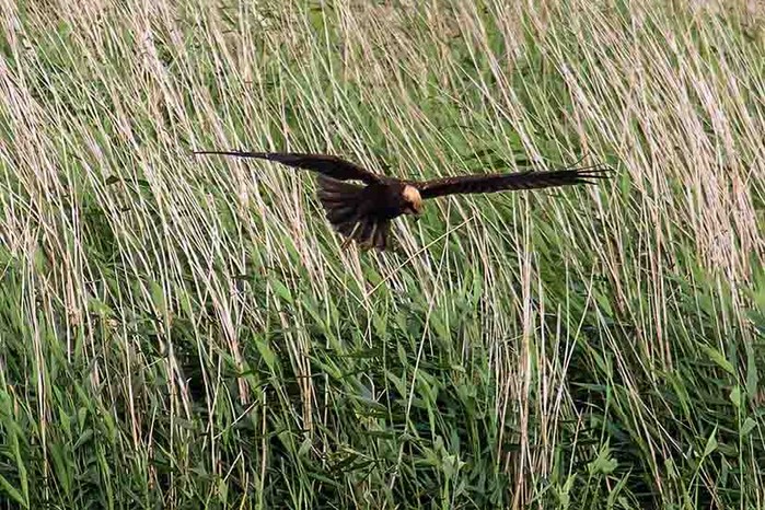 Marsh Harrier