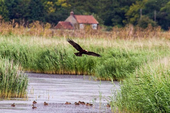 Marsh Harrier