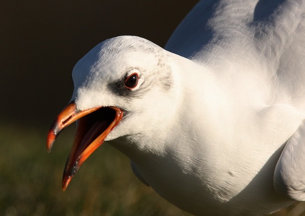 Mediterranean Gull