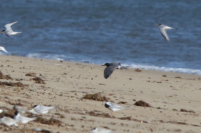 Black Tern