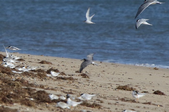 Black Tern