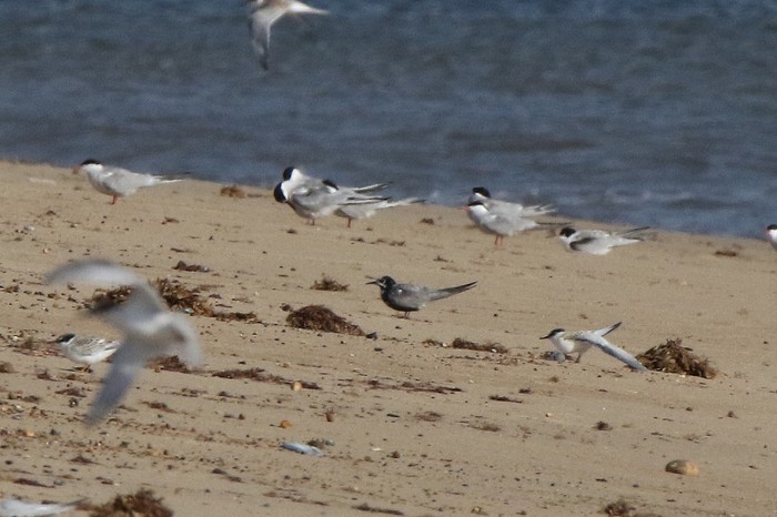 Black Tern