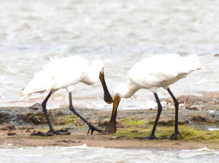 spoonbill