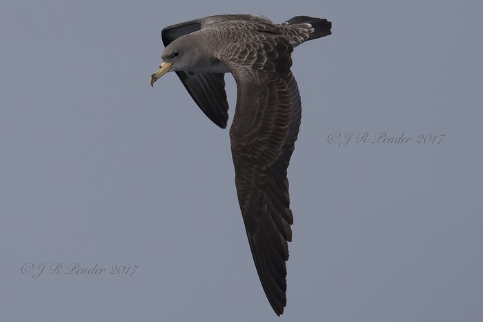 Cory's Shearwater