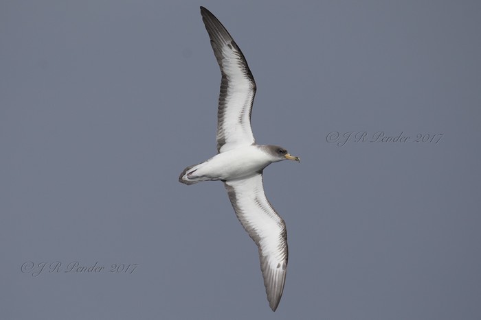 Cory's Shearwater