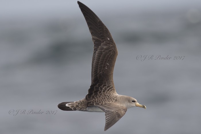 Cory's Shearwater