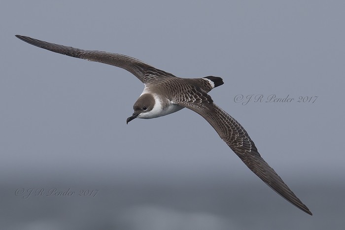 Great Shearwater