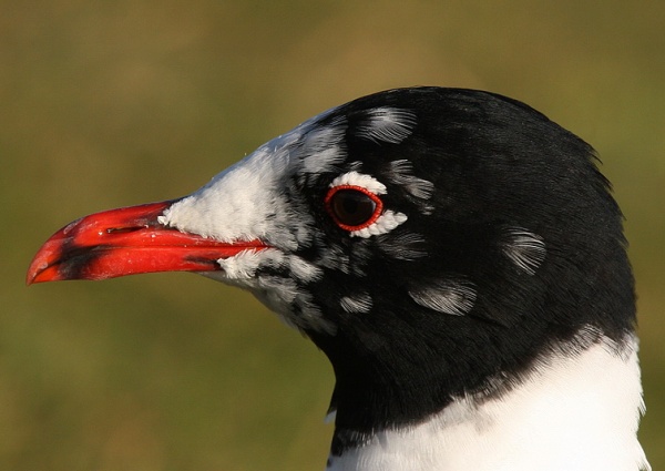 Mediterranean Gull