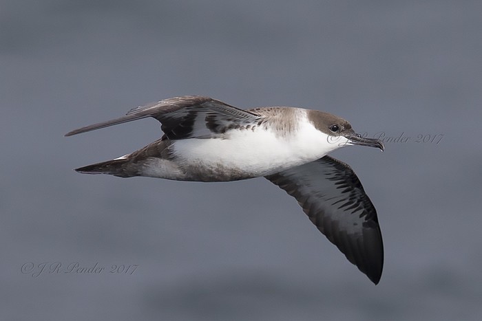 Great Shearwater