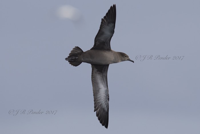 Sooty Shearwater