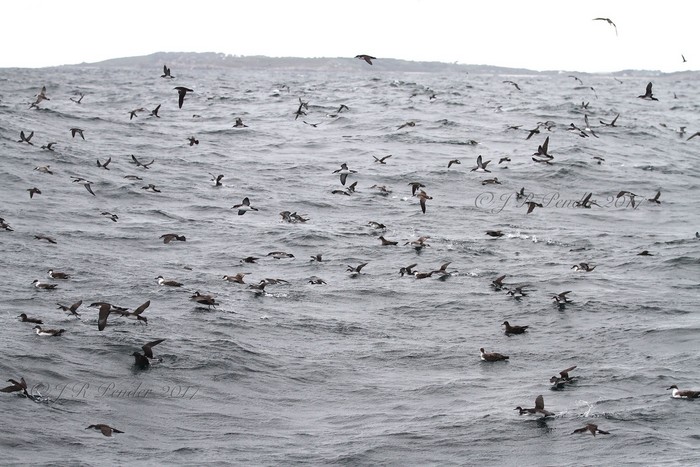 Great Shearwater 