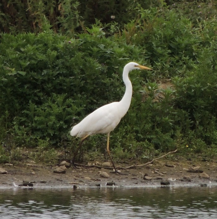 Great White Egret