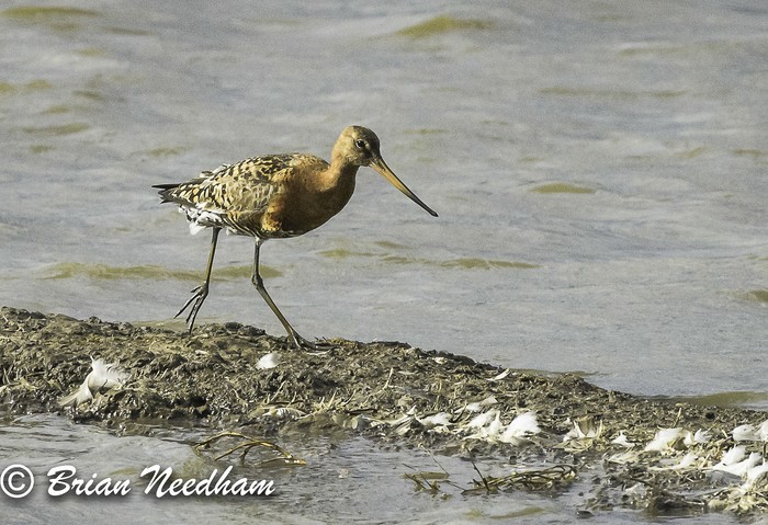 Black-tailed Godwit