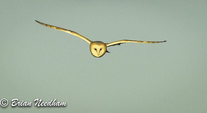Barn Owl