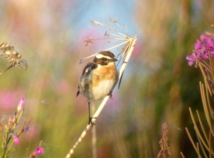 Whinchat