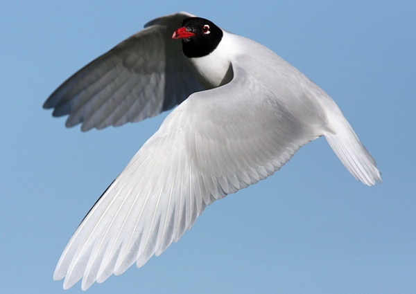 Mediterranean Gull