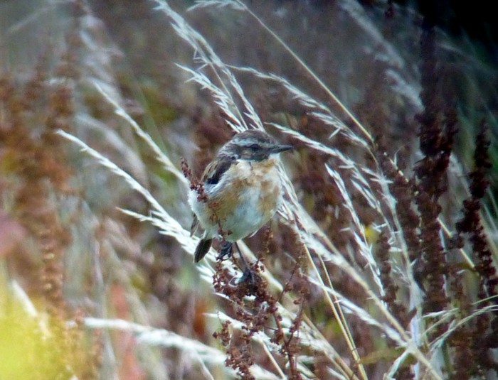 Whinchat