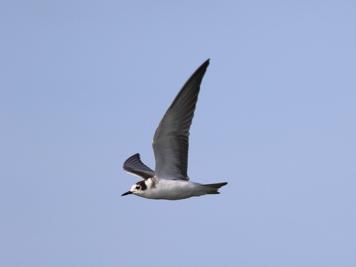 Black Tern