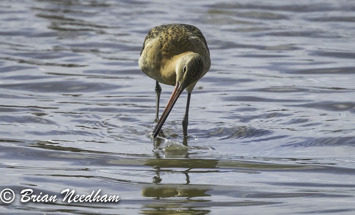 Black-tailed Godwit