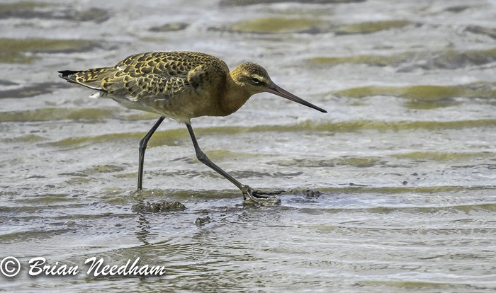 Black-tailed Godwit