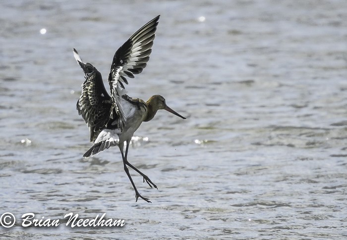Black-tailed Godwit
