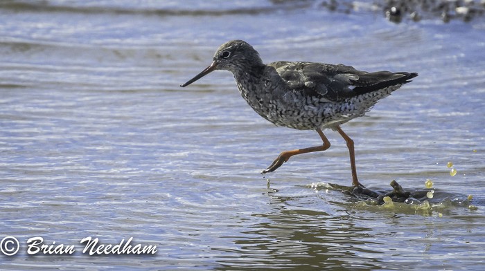 Redshank