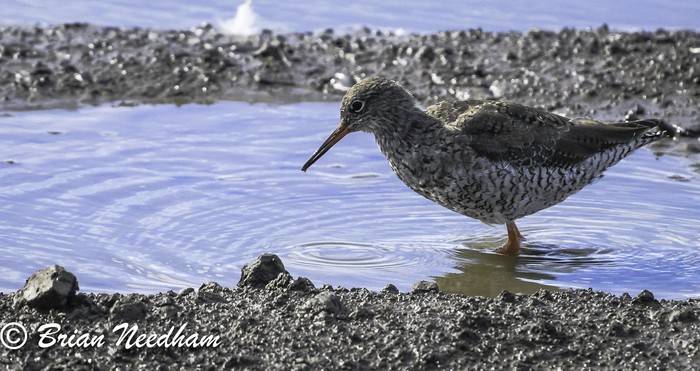 Redshank