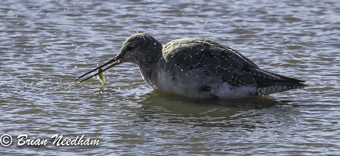 Spotted Redshank