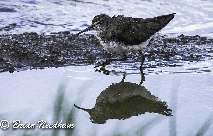 Green Sandpiper