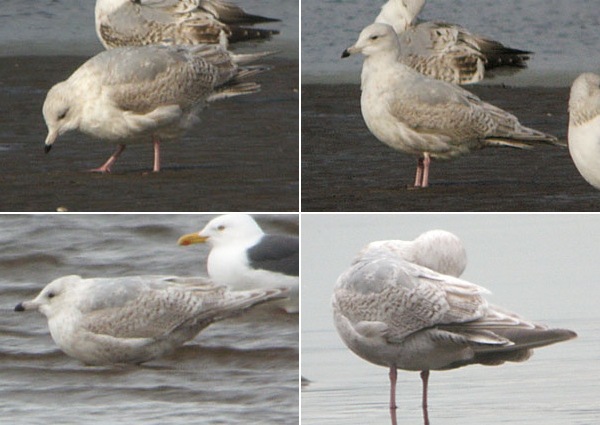 Kumlien's Gull