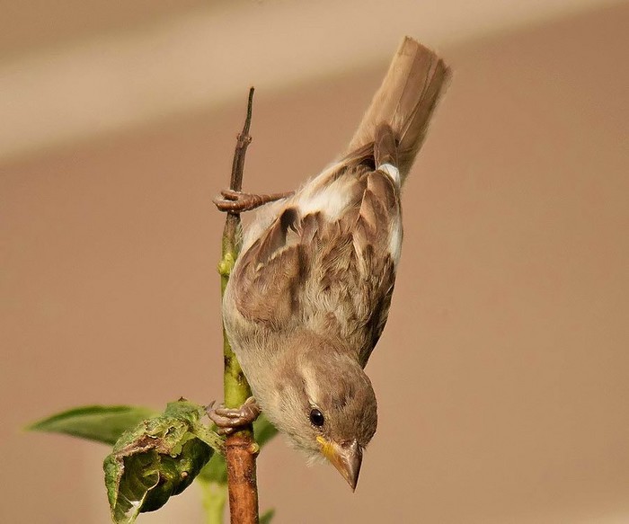 House Sparrow