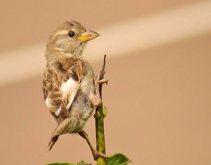 House Sparrow