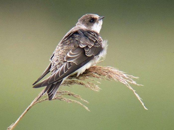 Sand Martin