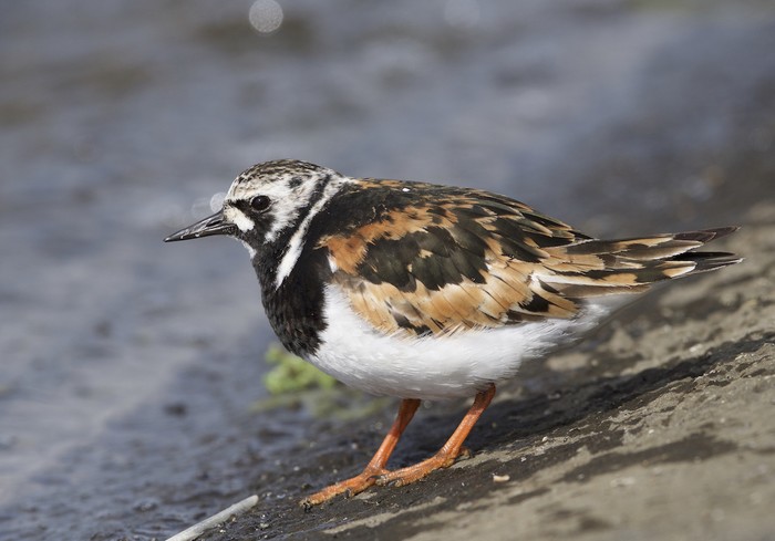 Turnstone