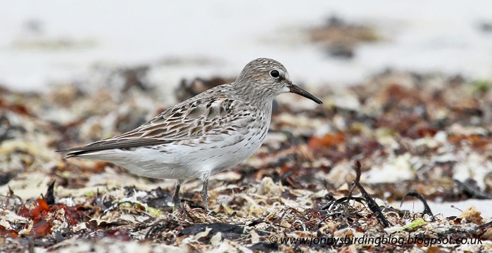 White-rumped Sandpiper