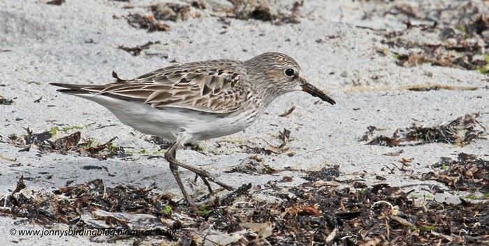 White-rumped Sandpiper